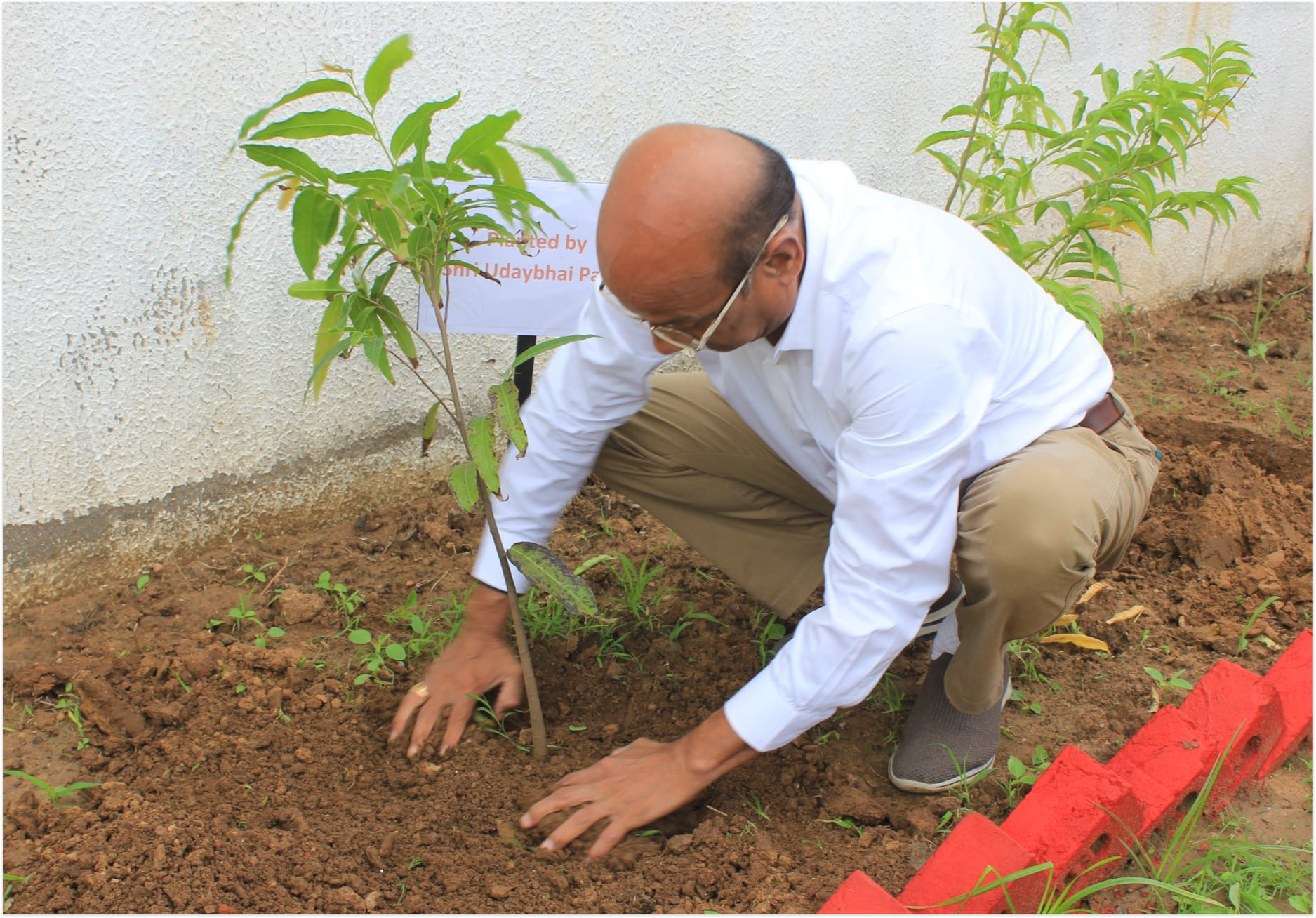 Tree Plantation 2022