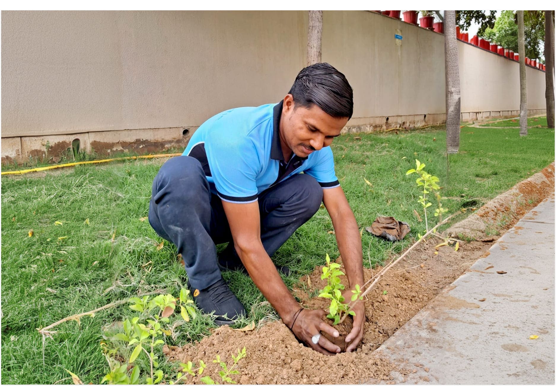 Tree Plantation 2025